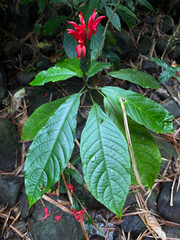 (c) Matteo Bellucci, some rights reserved (CC BY) Pachystachys spicata, photograph (c) Matteo Bellucci, some rights reserved (CC BY)