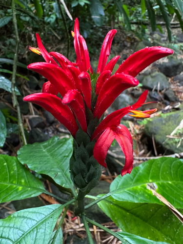 Pachystachys spicata (Pachystachys spicata)