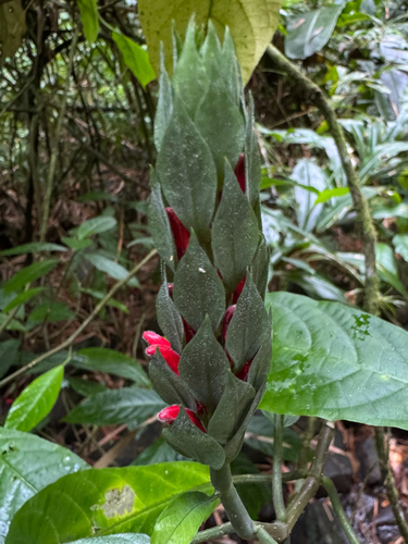 Pachystachys spicata, photograph 4