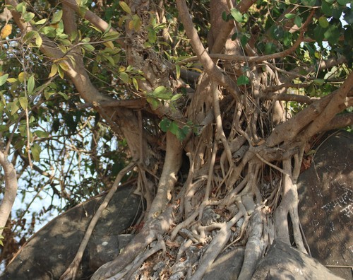 Ficus microcarpa