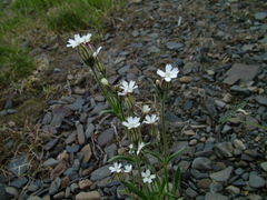 Silene taimyrensis