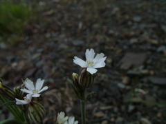 Silene taimyrensis