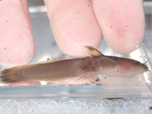 Orangefin Madtom (Noturus gilberti) — Ictaluridae — 4