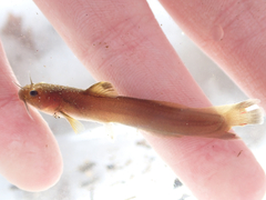 Orangefin Madtom photo 2