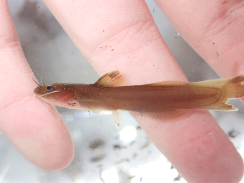 Orangefin Madtom (Noturus gilberti) — Ictaluridae — 5