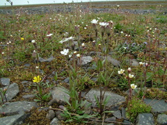 Silene taimyrensis