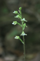 Zeuxine rolfiana