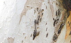 Austroaeschna multipunctata