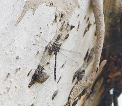 Austroaeschna multipunctata
