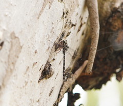 Austroaeschna multipunctata