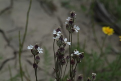 Silene taimyrensis
