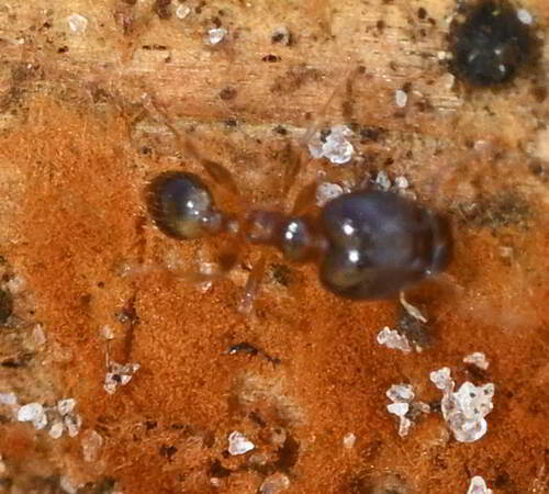 African Big-headed Ant photo 4