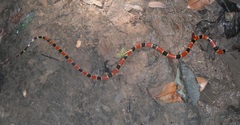Micrurus browni