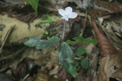 Pseuderanthemum