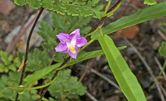 Polymeria calycina