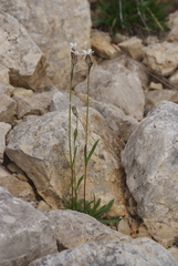 Silene taimyrensis