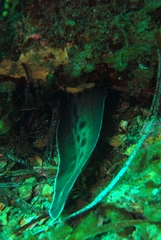 Genypterus tigerinus