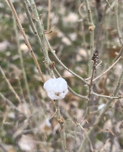 Unknown species found near Zion National Park, Springdale, UT, US