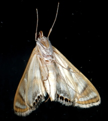 Margarosticha euprepialis