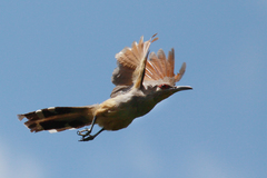 Coccyzus longirostris