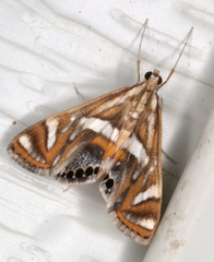 Margarosticha euprepialis