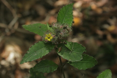 Strobilanthes andamanensis