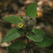 Strobilanthes andamanensis - Photo (c) Nadezhda Liksakova, some rights reserved (CC BY-NC), uploaded by Nadezhda Liksakova