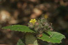 Strobilanthes andamanensis