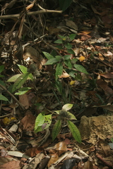 Strobilanthes andamanensis