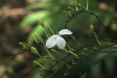 Pseuderanthemum