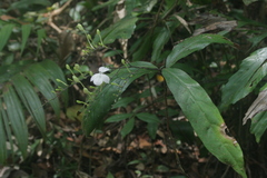 Pseuderanthemum