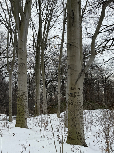 American Beech