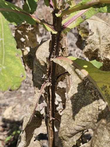 Verbesina fastigiata, photograph 2