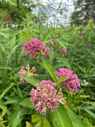 iNaturalist observation photo of purple milkweed
