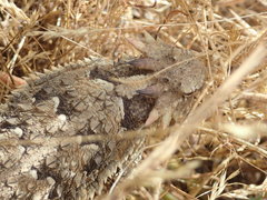 Phrynosoma blainvillii