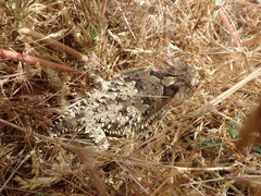 Phrynosoma blainvillii