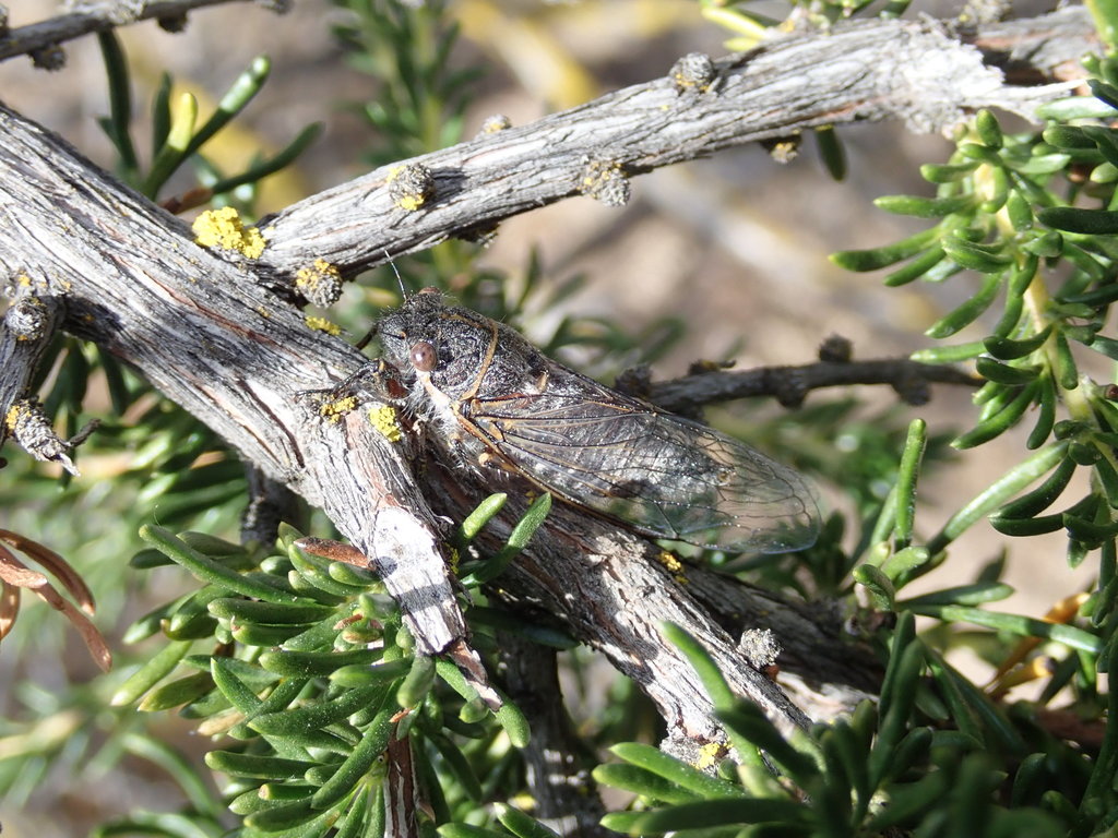 Platypedia aperta