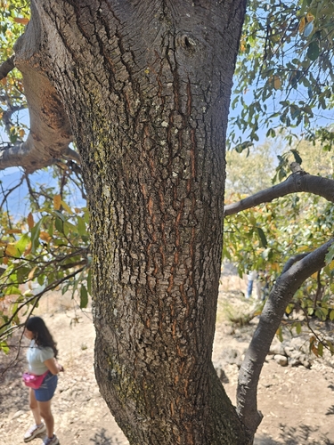 Quercus castanea