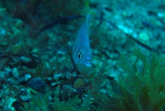 Parequula melbournensis