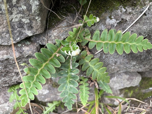 Madeira rustyback fern (Asplenium lolegnamense)
