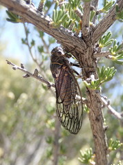 Clidophleps wrighti