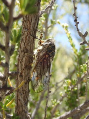 Clidophleps wrighti