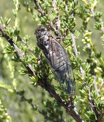 Clidophleps wrighti