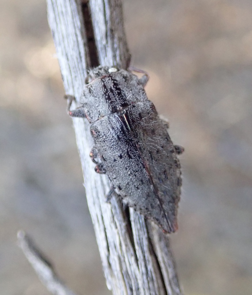 Dicerca cajonensis