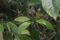 Magnoliopsida