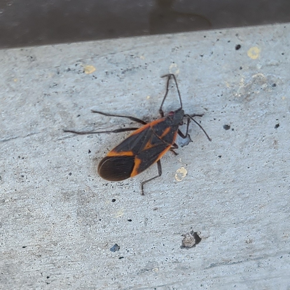 Eastern Boxelder Bug from Rigby, ID 83442, USA on February 10, 2026 at ...
