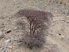 Eriogonum rixfordii