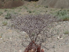 Eriogonum rixfordii