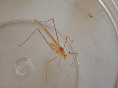 Arethaea brevicauda