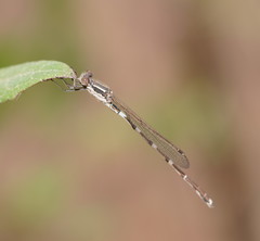 Austrolestes io